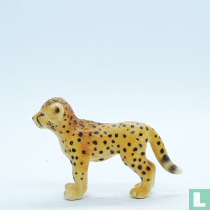 Young Cheetah - Image 4