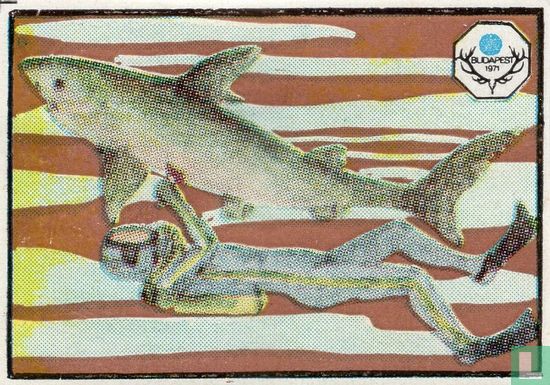 Duiker en haai