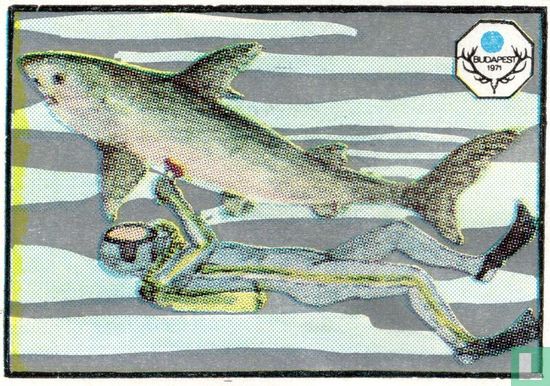 Duiker en haai