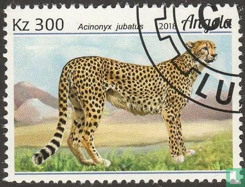 Cheetah