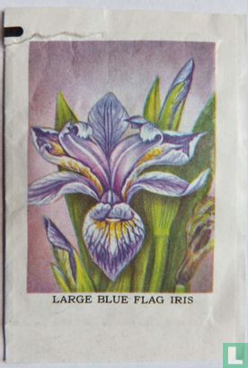 Large Blue flag Iris - Afbeelding 1