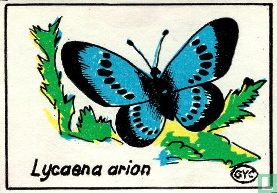 Lycaena arion