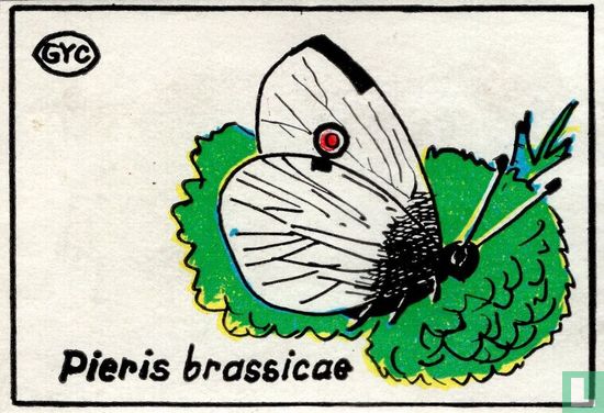Pieris brassicae