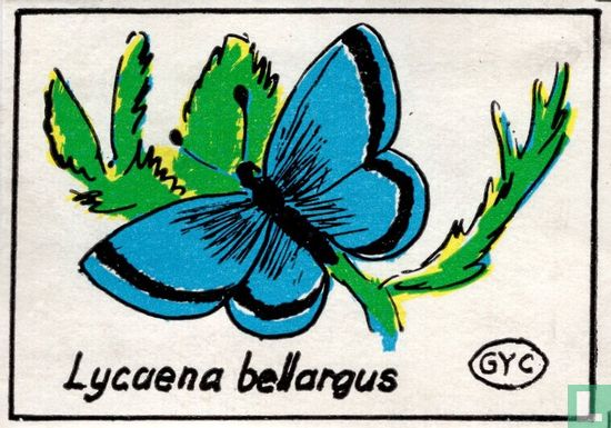Lycaena bellargus