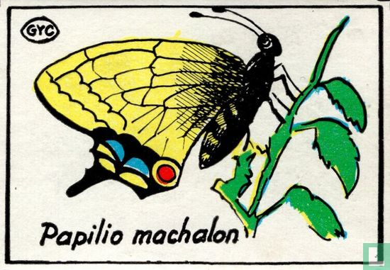 Papilio machalon