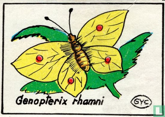 Genopterix rhamni
