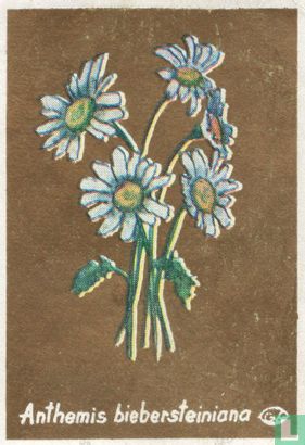 Anthemis biebersteiniana