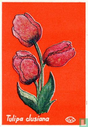 Tulipa clusiana