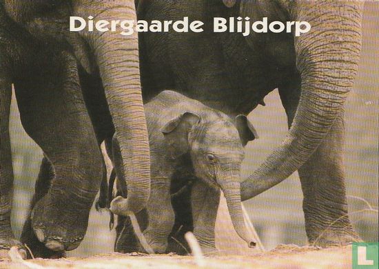 G000065 - Diergaarde Blijdorp - Image 4