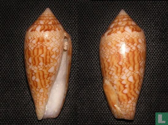 Conus archiepiscopus suzannae