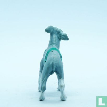 Speedo (Italian Greyhound) - Afbeelding 2