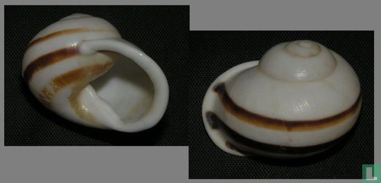 Calocochlea albaiensis
