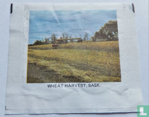 Wheat Harvest, Sask - Image 1