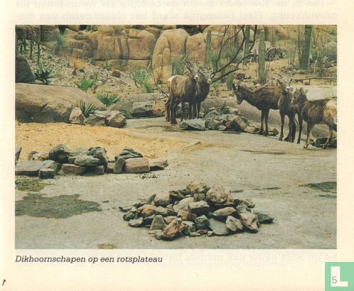 Desert - Image 4