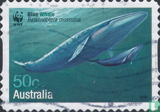 Whales (adhesive)