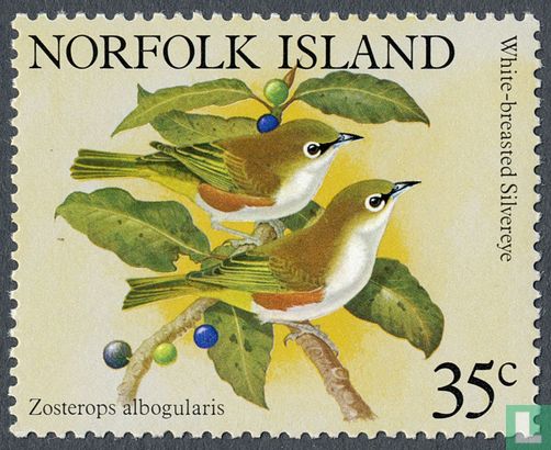 Norfolk-Brillenvogel