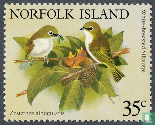 Norfolk-Brillenvogel  