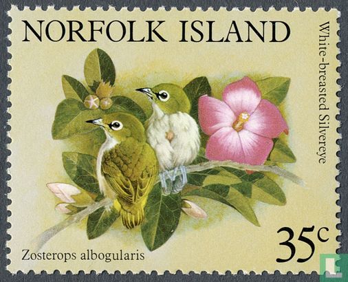 Norfolk-Brillenvogel  