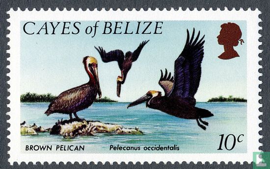 Braune Pelikan