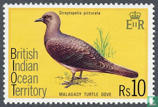 Malagasy turtle dove