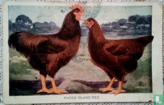 Rhode island red - Image 1