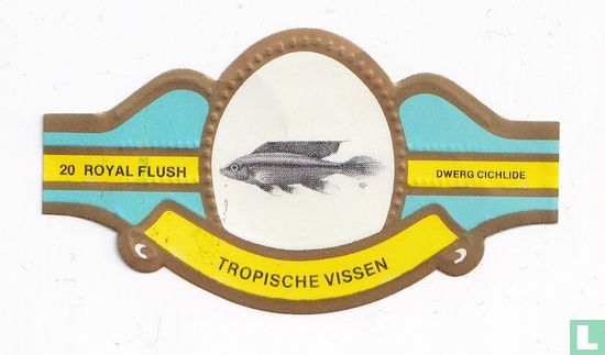 Dwerg cichlide - Afbeelding 1