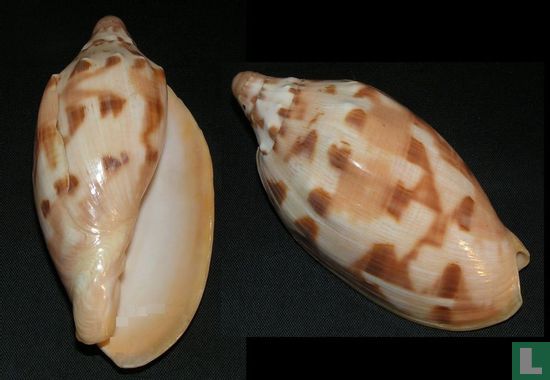 Cymbiola palawanica