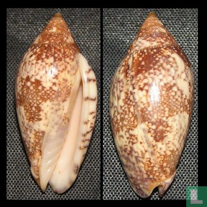 Plicoliva zelindae
