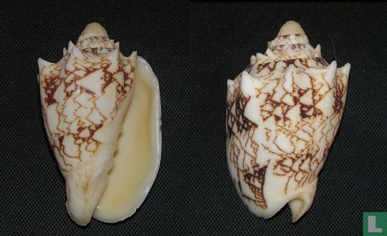 Cymbiola chrysostoma (Swainson, 1824)