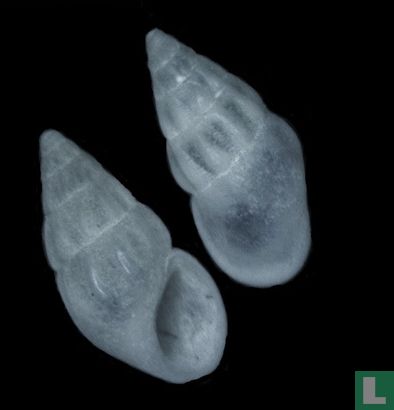 Rissoa membranacea labiosa
