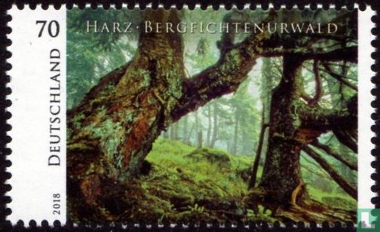 Bergfichtenurwald Harz