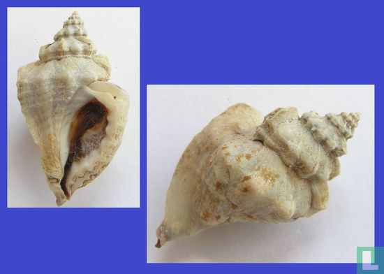Eupleura triquetra