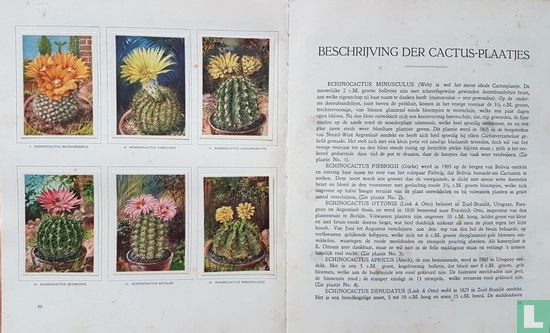Cactus-Album  - Afbeelding 3