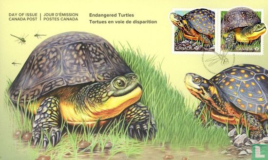 Endangered Turtles