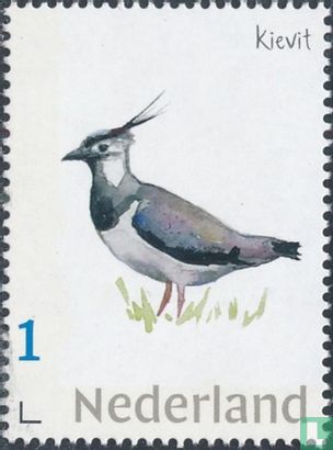 Oiseaux des prés néerlandais - Vanneau