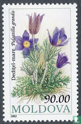 Bloemen van Moldavië