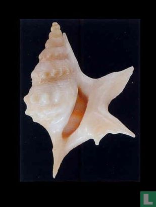 Aporrhais senegalensis - Afbeelding 1
