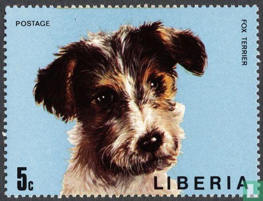 Honden-Fox terrier