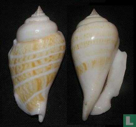 Gibberulus albus