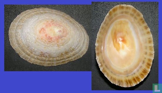 Patella swakopmundensis