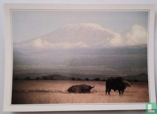 Kenya Amboseli et le Kilimandjaro .XXXVI-k2 - Image 1