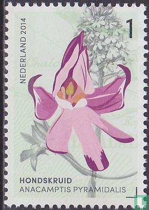 Orchids of the Gerendal - Image 1
