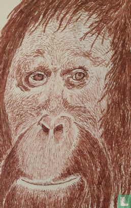 Orang oetan - Afbeelding 2