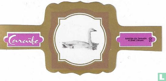 Kleine zwaan - Afbeelding 1