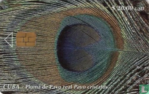 Pluma de Pavo real Pavo cristatus - Bild 1