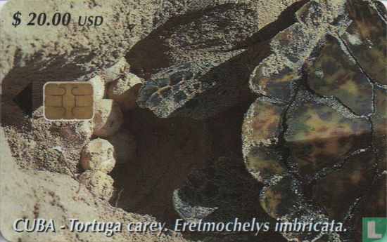 Tortuga cary - Eretmochelys imbricata - Afbeelding 1