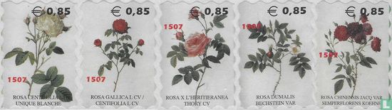 Roses III (1507)