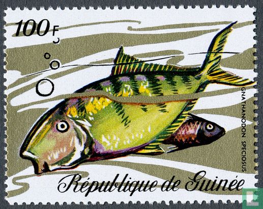 Fish