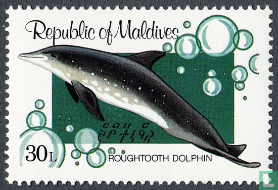 walvissen en dolfijnen