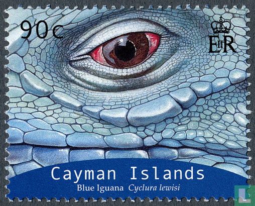 Iguane à queue vertigineuse de Grand Cayman